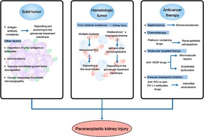 Chronic Kidney Disease and Cancer: Inter-Relationships and Mechanisms